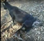 Mother Goat Gives Birth