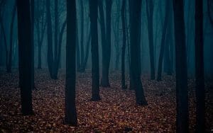 A Tale for Halloween, dark forest